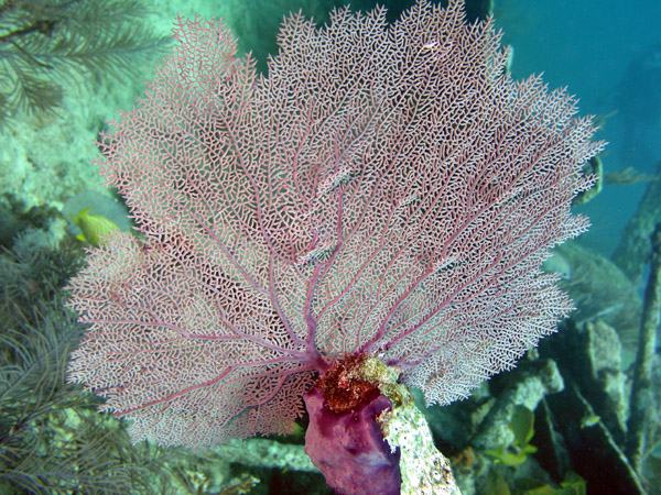 Finding a Tritonia hamnerorum on a Sea Fan