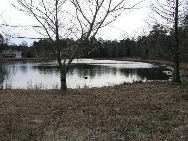 Pond March_2005_02.JPG