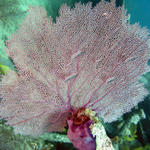 Finding a Tritonia hamnerorum on a Sea Fan