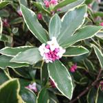 winterdaphne _056.JPG