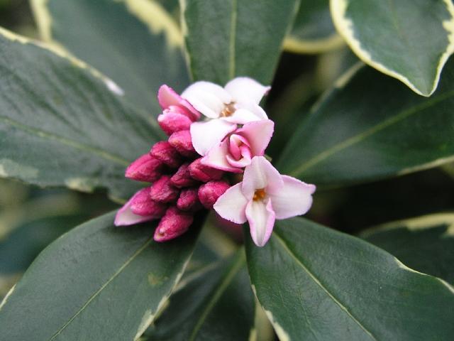 winterdaphne _057.JPG