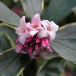 winterdaphne _059.JPG