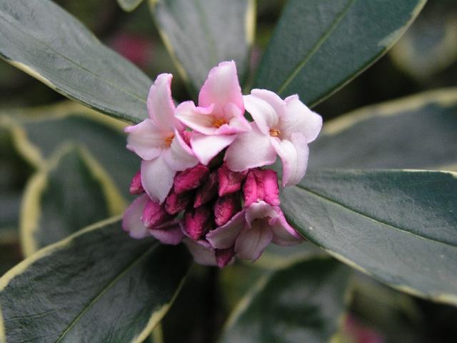 winterdaphne _059.JPG