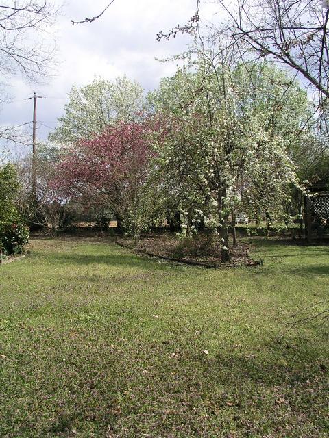 Yard_0137.JPG