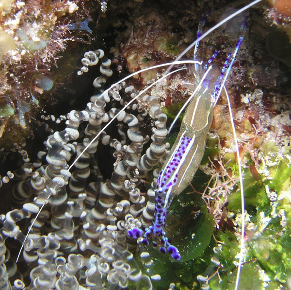 Pederson Cleaner Shrimp in Corkscrew Anemone