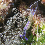 Pederson Cleaner Shrimp in Corkscrew Anemone