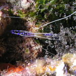 Pederson Cleaner Shrimp