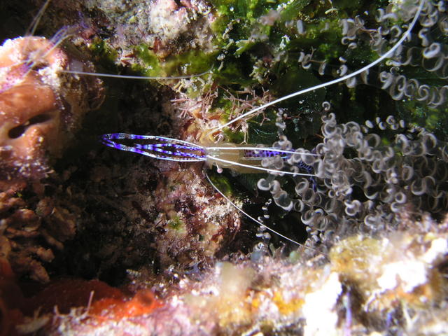 Pederson Cleaner Shrimp