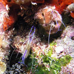 Pederson Cleaner Shrimp - Say hello  to my little friend