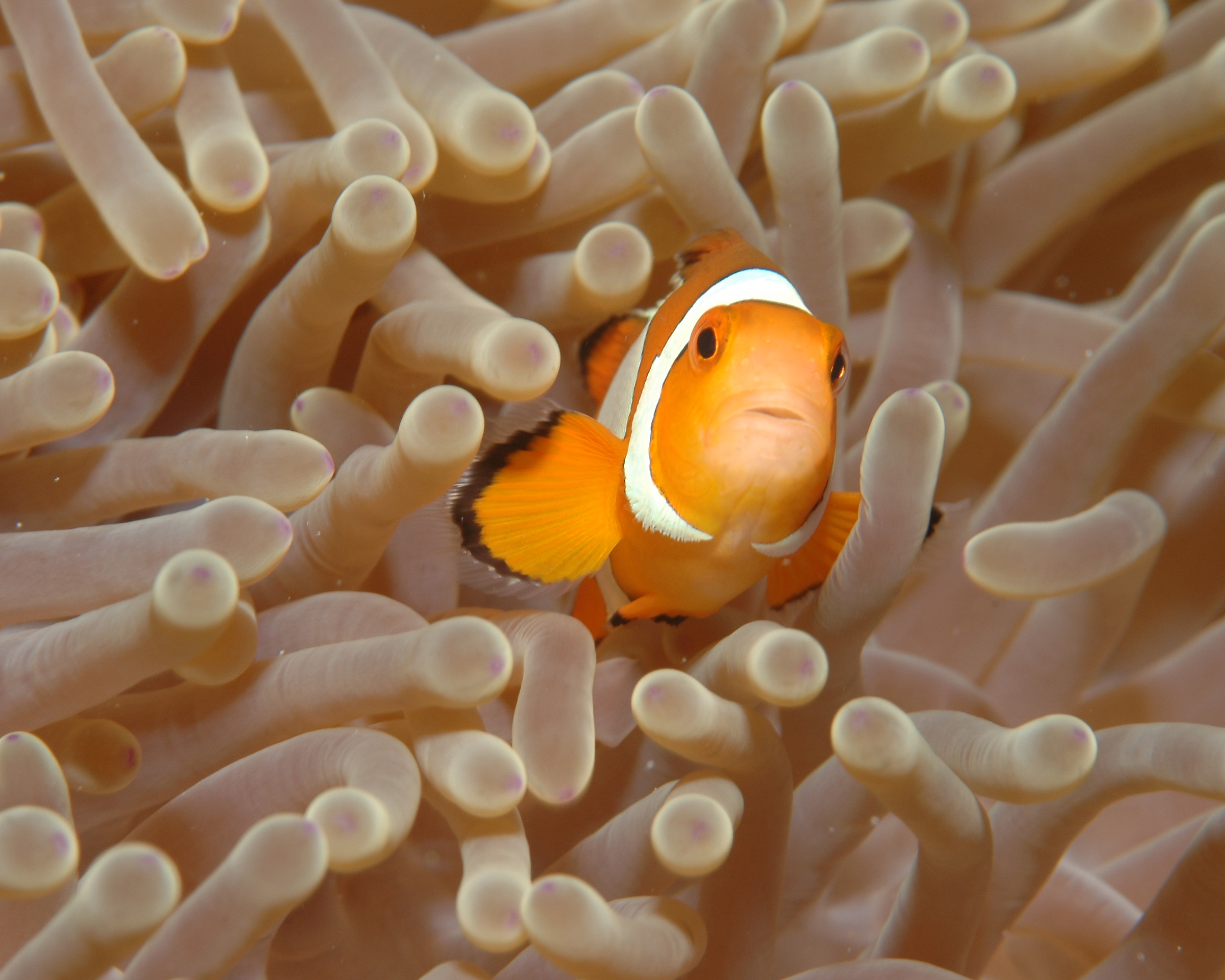 clownfish110