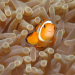 clownfish110