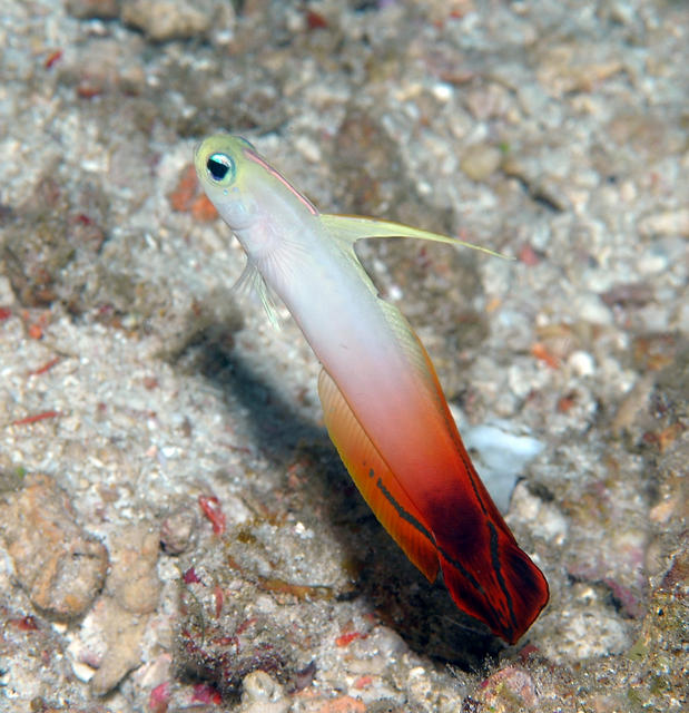 firegoby53