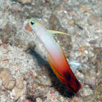 firegoby53