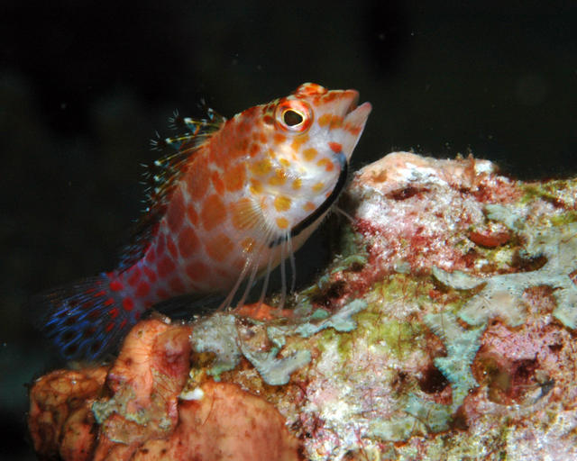 hawkfish