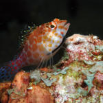 hawkfish