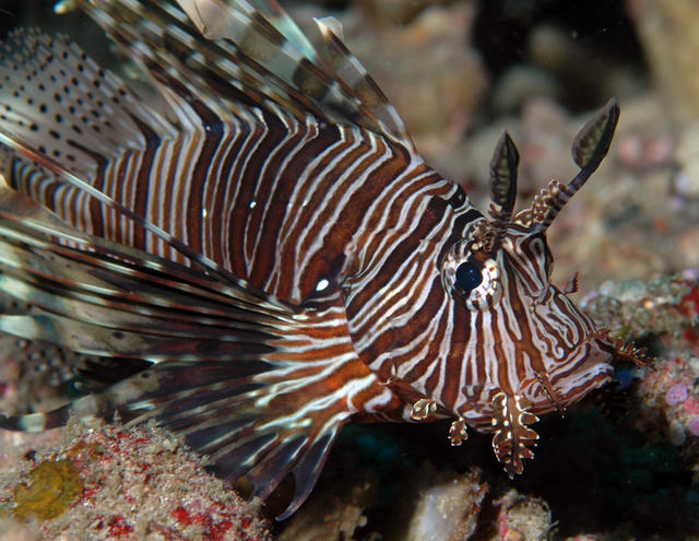 lionfish57