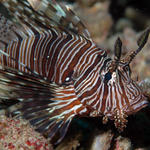 lionfish57