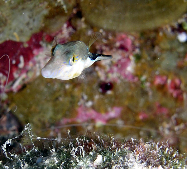 Sharp Nose Puffer