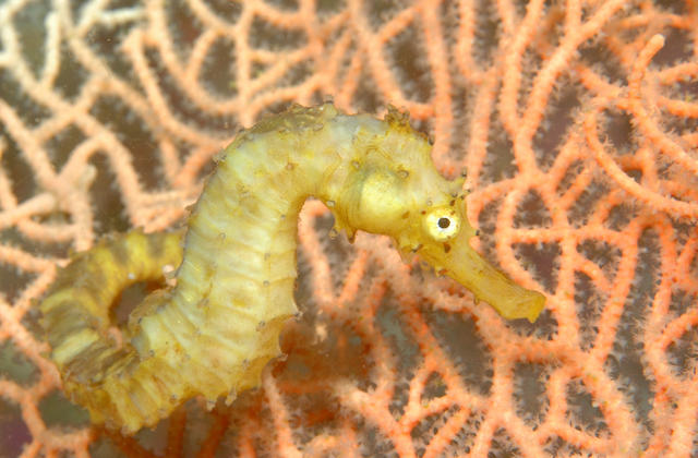 seahorse