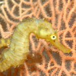 seahorse