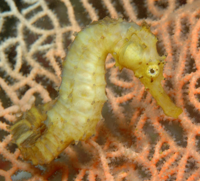 seahorse10