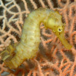 seahorse10