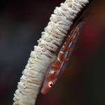 wiregoby