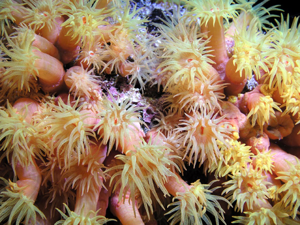 Orange Cup Coral - Night dive on the Daune (95')