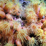 Orange Cup Coral - Night dive on the Daune (95')
