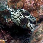 Trunk Fish 4