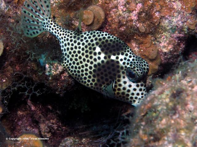 Trunk Fish 4