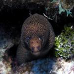 Spotted Morey Eel 3