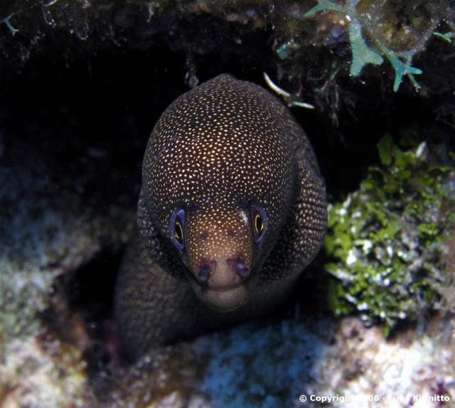 Spotted Morey Eel 3