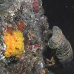 A Slipper Lobster, well almost one!