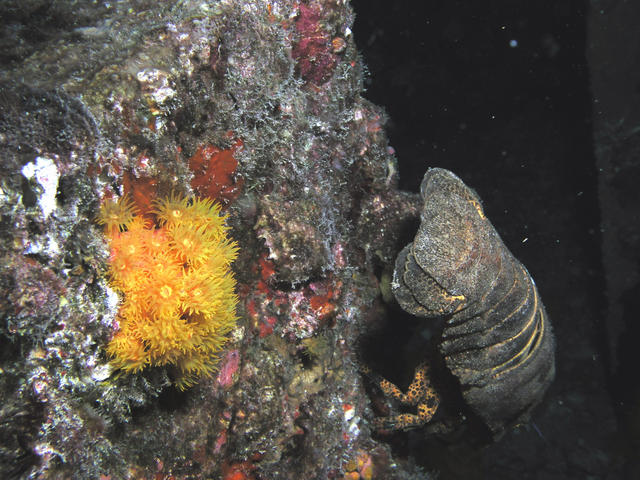 A Slipper Lobster, well almost one!