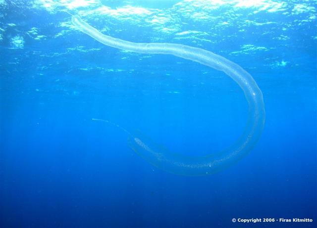 Jelly Fish