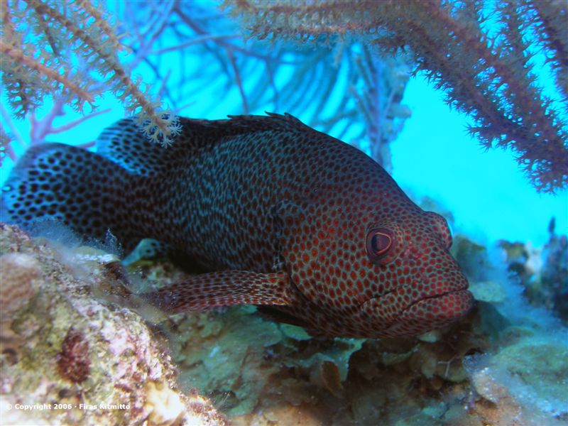 Fish in coral 2