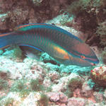 Parrot Fish