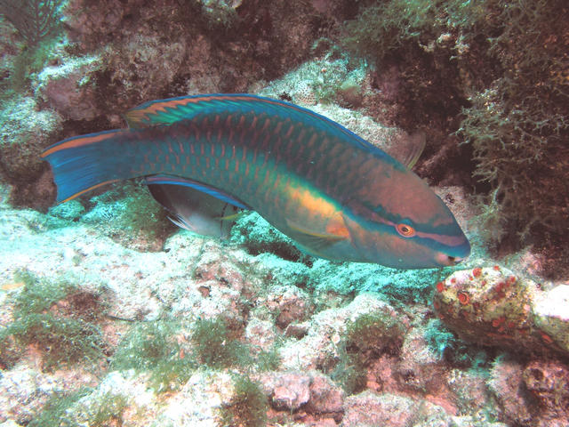 Parrot Fish