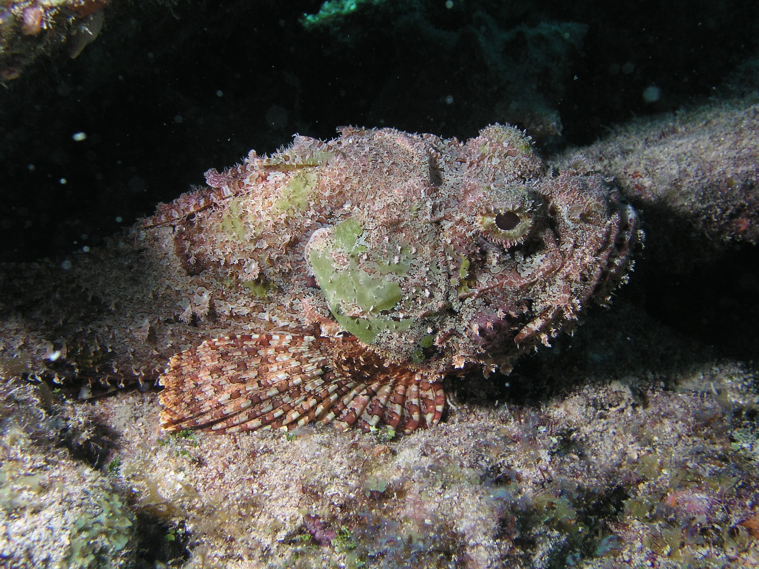 Scorpion Fish