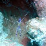 Cleaner Shrimp 22