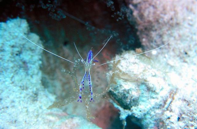 Cleaner Shrimp 22