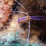 Cleaner Shrimp 18