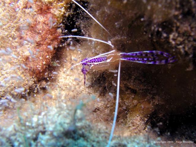 Cleaner Shrimp 18