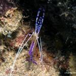 Cleaner Shrimp 15