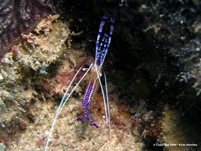 Cleaner Shrimp 15