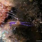 Cleaner Shrimp 14