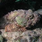 Scorpion Fish