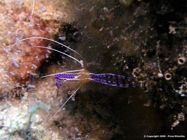 Cleaner Shrimp 14