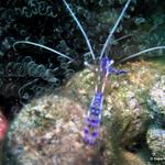 Cleaner Shrimp 9